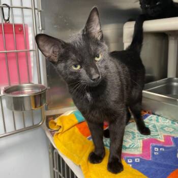Domestic Short Hair Cats Available for Adoption in Roanoke, Virginia - Dopey | PetCurious