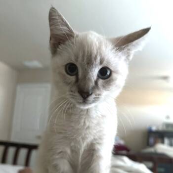 Rescue Siamese Cats for Adoption in Austin, Texas - Neptune | PetCurious