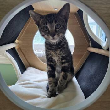 Roo -  Domestic Short Hair Cat for Adoption in Warrensburg, Missouri - Roo | PetCurious