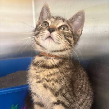 Cider -  Domestic Short Hair Cat for Adoption in East Hanover, New Jersey - Cider | PetCurious