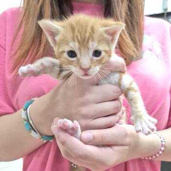 Walter -  Domestic Short Hair Cat for Adoption in Ardmore, Oklahoma - Walter | PetCurious