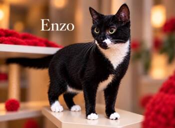 Enzo / Zuko -  Domestic Short Hair Cat for Adoption in Sebastian, Florida - Enzo / Zuko | PetCurious