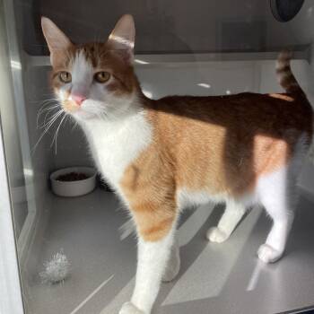 Rescue Domestic Short Hair Cats for Adoption in Rexburg, Idaho - Peanut | PetCurious