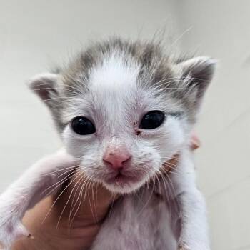 King -  Domestic Short Hair Cat Available for Adoption in Corpus Christi, Texas - King | PetCurious