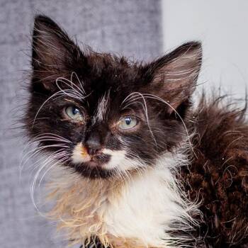 Pilaf -  Domestic Medium Hair and Domestic Short Hair Cat for Adoption in Hattiesburg, Mississippi - Pilaf | PetCurious