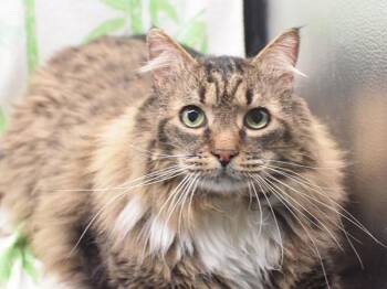 Domestic Long Hair Cats Available for Adoption in Portland, Oregon - Uber | PetCurious