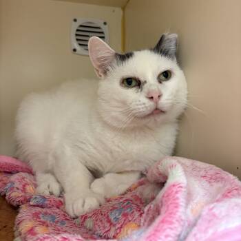 Rescue Domestic Short Hair Cats for Adoption in South Elgin, Illinois - Skipper | PetCurious