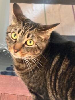 Buckwheat (Bucky) -  Domestic Short Hair Cat for Adoption - Buckwheat (Bucky) | PetCurious