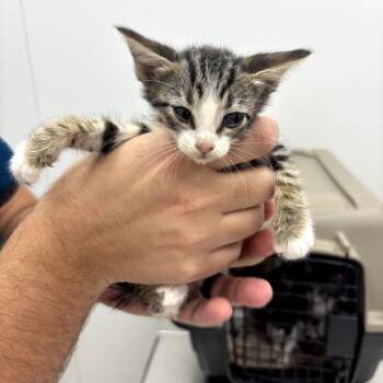 Harriet -  Domestic Short Hair Cat for Adoption in Midland, Texas - Harriet | PetCurious