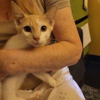 PeeWee -  Domestic Short Hair Cat for Adoption in Memphis, Tennessee - PeeWee | PetCurious
