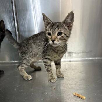 Just Dale -  Domestic Short Hair Cat for Adoption in Carencro, Louisiana - Just Dale | PetCurious