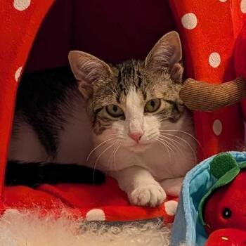 Domestic Short Hair Cats Available for Adoption in Weehawken Township, New Jersey - Fozzie Bear | PetCurious