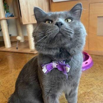 Domestic Medium Hair Cats Available for Adoption in Webster Groves, Missouri - Touche