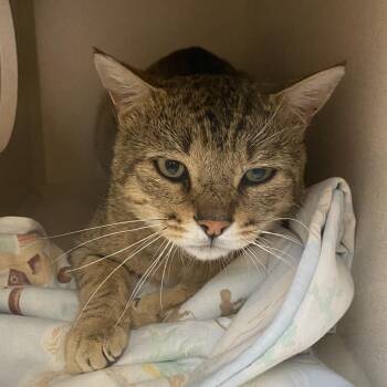 Raja -  Domestic Short Hair Cat for Adoption in Durango, Colorado - Raja | PetCurious