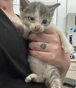 Rescue Domestic Short Hair Cats for Adoption in Dallas, Texas - POPS | PetCurious