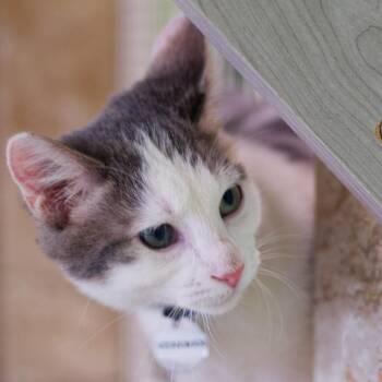 Venkman -  Domestic Short Hair Cat for Adoption in Hot Springs, Arkansas - Venkman | PetCurious