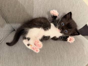 Tuxedo Cats Available for Adoption in Waxhaw, North Carolina - Sissy | PetCurious