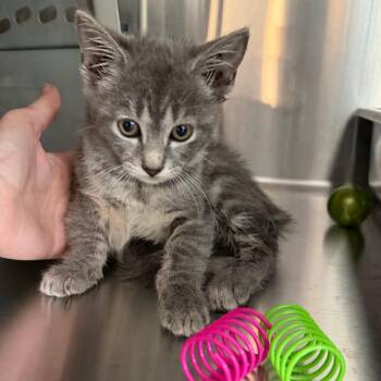 Quinn -  Domestic Short Hair Cat for Adoption in Winston-salem, North Carolina - Quinn | PetCurious