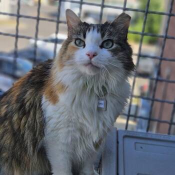 Emery -  Domestic Long Hair Cat for Adoption in Lakewood, Colorado - Emery | PetCurious