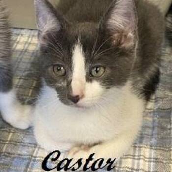 Tuxedo Cats Available for Adoption in Southern Pines, North Carolina - Castor | PetCurious