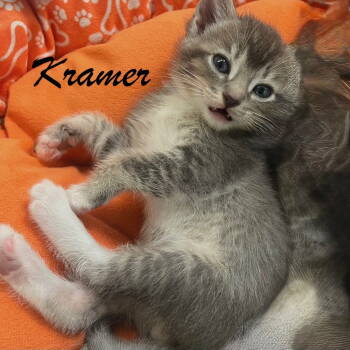 Rescue Domestic Short Hair Cats for Adoption in Buford, Georgia - Kramer | PetCurious