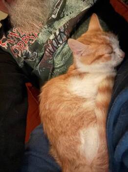 Rescue Domestic Short Hair Cats for Adoption in Auburn, Indiana - Whom | PetCurious