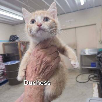 Duchess -  Domestic Short Hair Cat for Adoption in Madison, Wisconsin - Duchess | PetCurious