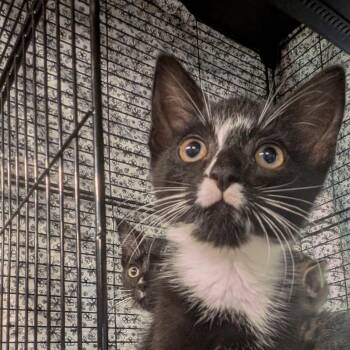 Breeze -  American Shorthair Cat for Adoption in Montclair, New Jersey - Breeze | PetCurious