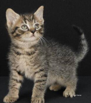 Tabby Cats Available for Adoption in Newland, North Carolina - Intel | PetCurious