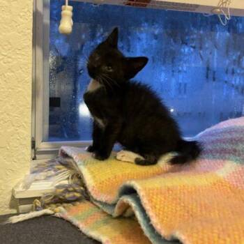 Billie -  Domestic Short Hair Cat for Adoption in Tampa, Florida - Billie | PetCurious