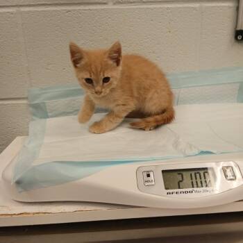 Tanami -  Domestic Short Hair Cat for Adoption in Chattanooga, Tennessee - Tanami | PetCurious