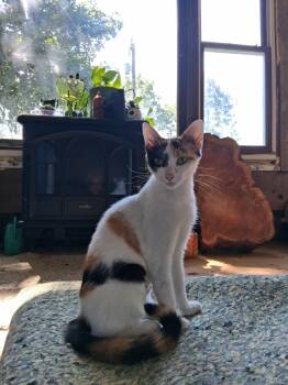 Ms Eddy -  Calico Cat for Adoption in Newark Valley, New York - Ms Eddy | PetCurious