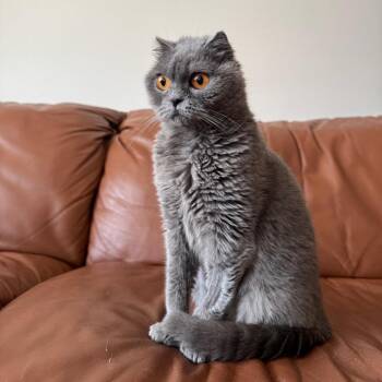 Chichi -  Domestic Short Hair Cat for Adoption in Gibsonia, Pennsylvania - Chichi | PetCurious