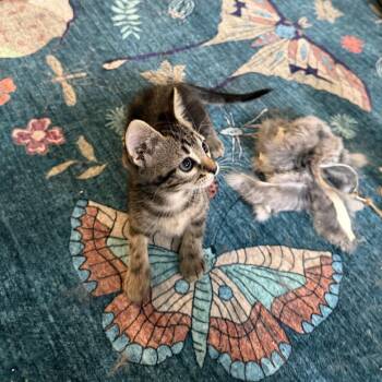 Topaz -  Domestic Short Hair Cat for Adoption in Houston, Texas - Topaz | PetCurious