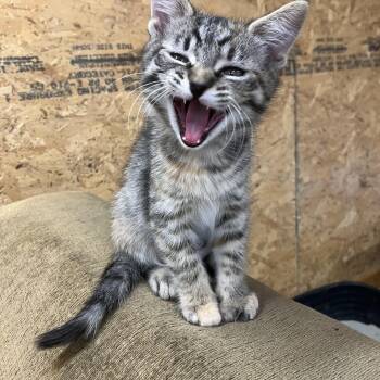 Kali -  Domestic Medium Hair Cat for Adoption in Pendleton, Oregon - Kali | PetCurious