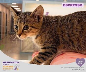 Espresso -  Domestic Short Hair Cat for Adoption in Eighty Four, Pennsylvania - Espresso | PetCurious