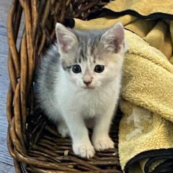 Lulu -  Domestic Short Hair Cat for Adoption in Long Beach, California - Lulu | PetCurious
