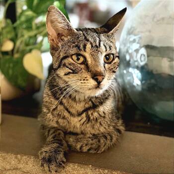 Miss Frizzle -  Domestic Short Hair Cat for Adoption in Hannibal, Missouri - Miss Frizzle | PetCurious
