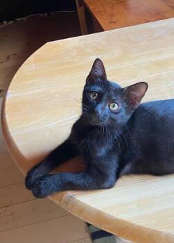 Shrimp aka Bramble -  Domestic Short Hair Cat for Adoption in Gorham, Maine - Shrimp Aka Bramble | PetCurious