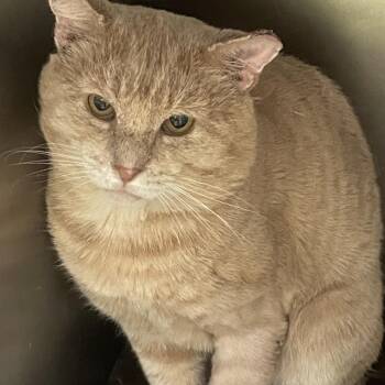 Garfield -  Domestic Short Hair Cat for Adoption in Gloucester, Virginia - Garfield | PetCurious