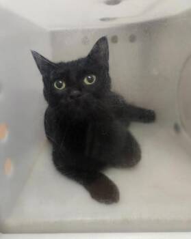 Charlotte -  Domestic Short Hair Cat for Adoption in Winnipeg, Manitoba - Charlotte | PetCurious