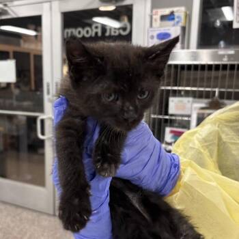 Domestic Short Hair Cats Available for Adoption in Salt Lake City, Utah - Mr. Peacock | PetCurious