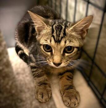 Tabby Cats Available for Adoption in Fort Myers, Florida - Chazzy | PetCurious