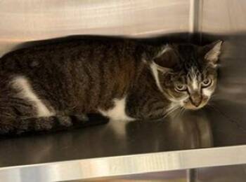 Quill -  Domestic Medium Hair Cat for Adoption in Sidney, Ohio - Quill | PetCurious