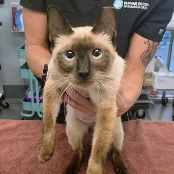 Tiramisu -  Siamese Cat for Adoption in Sarasota, Florida - Tiramisu | PetCurious
