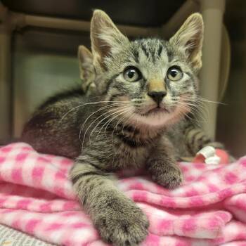 Shin -  Domestic Short Hair Cat for Adoption in Columbia, Missouri - Shin | PetCurious