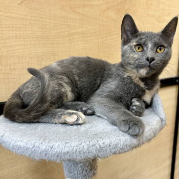 Rescue Domestic Short Hair Cats for Adoption in Cincinnati, Ohio - Shock - Nightmare Before Christmas | PetCurious