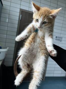 ARTHUR -  Domestic Short Hair Cat Available for Adoption in Pearland, Texas - ARTHUR | PetCurious