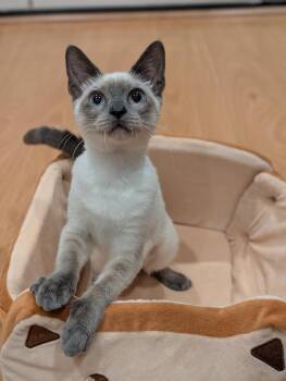 Milk Tea -  Siamese Cat for Adoption in Fremont, California - Milk Tea | PetCurious