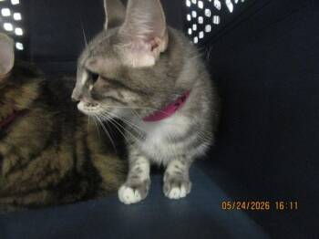Domestic Medium Hair Cats Available for Adoption in Marietta, Georgia - Doja(608) | PetCurious